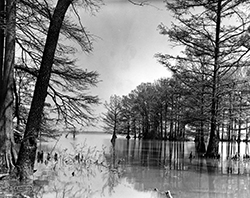 Reelfoot Lake